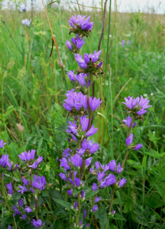 Image of Campanula glomerata specimen.