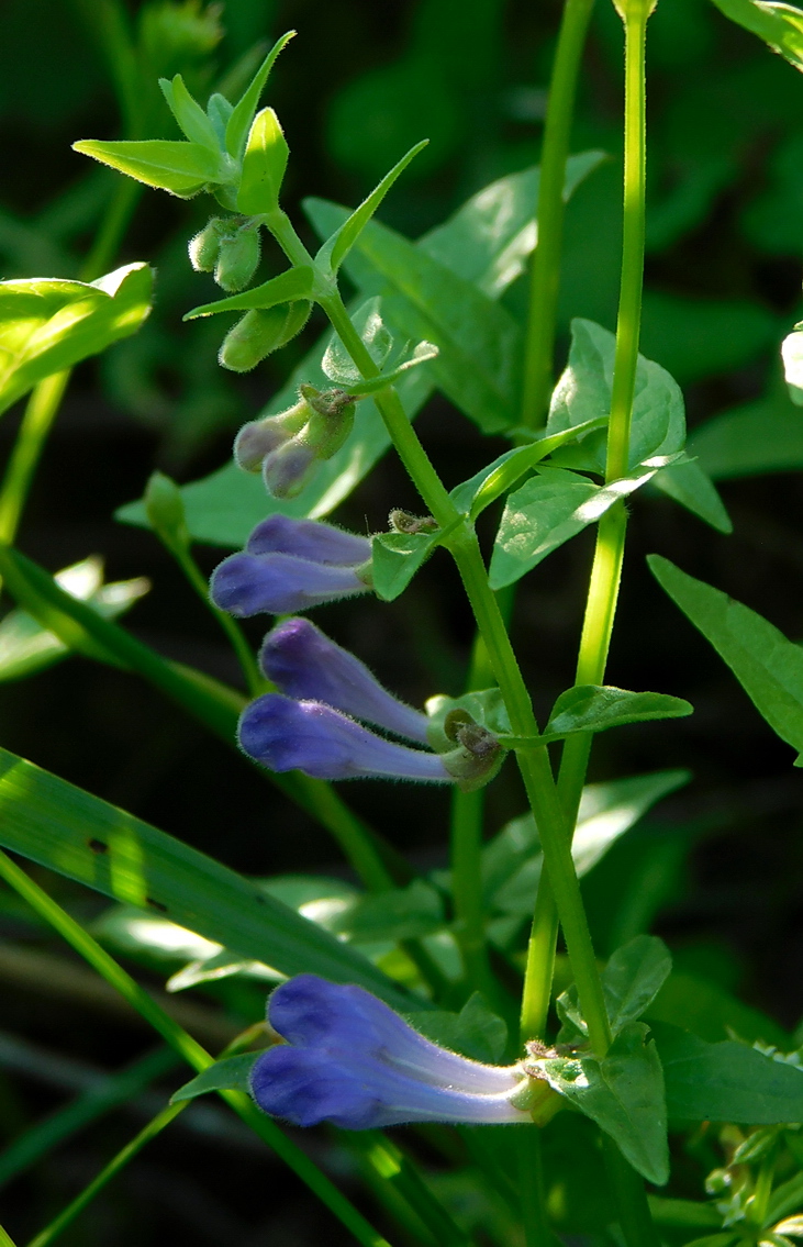 Image of Scutellaria hastifolia specimen.