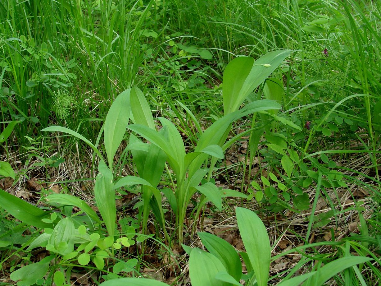 Image of Allium microdictyon specimen.