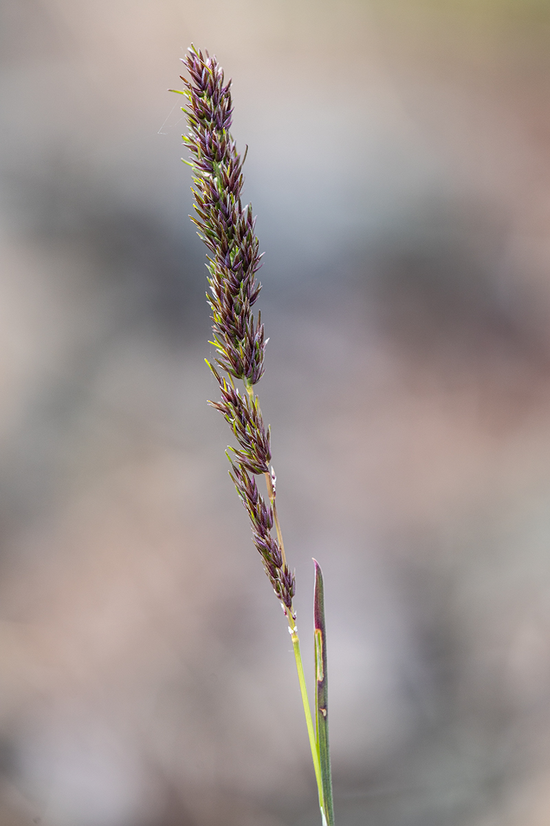 Изображение особи Poa bulbosa ssp. vivipara.