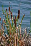 Typha latifolia. Верхушки плодоносящих растений. Тульская обл., Узловский р-н, Романцевские горы, берег карьера, у воды. 03.10.2020.