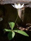 Trientalis europaea. Цветущее растение. Свердловская обл., окр. г. Североуральск, подножие Сосьвинского хребта, смешанный лес. 29.06.2010.