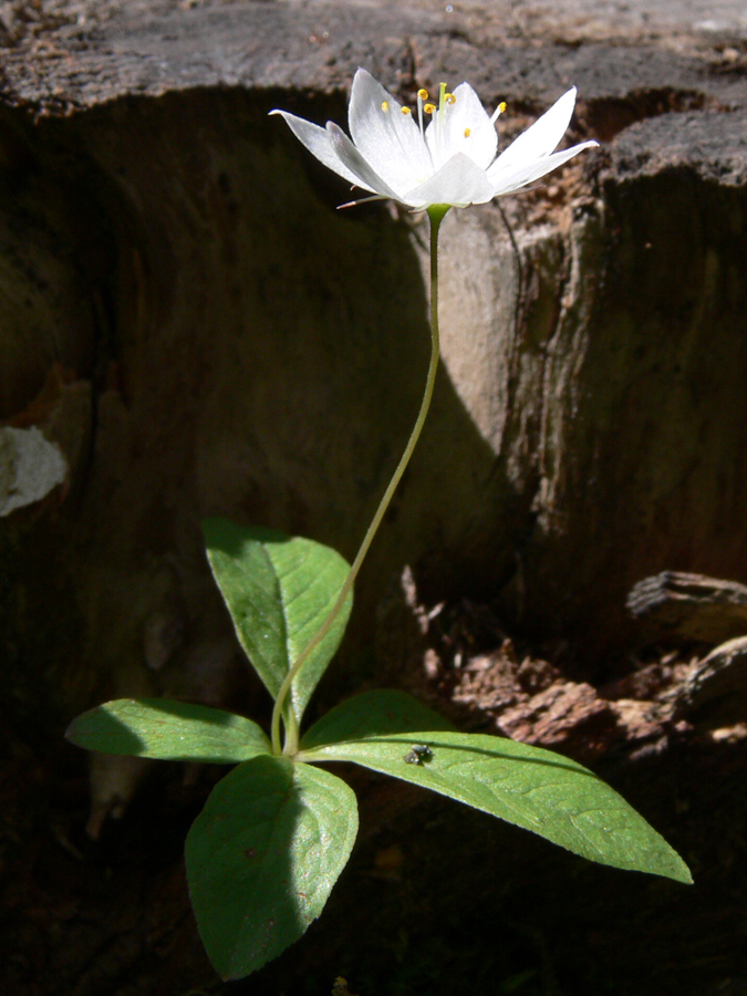 Image of Trientalis europaea specimen.