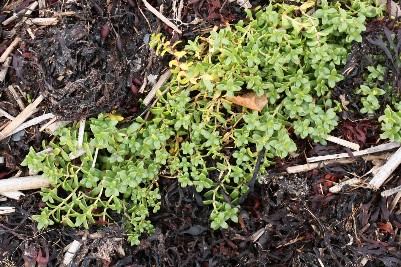 Image of Honckenya peploides ssp. diffusa specimen.