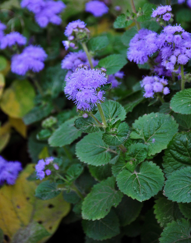 Image of Ageratum houstonianum specimen.