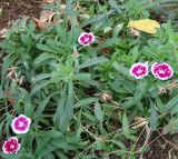 Dianthus chinensis