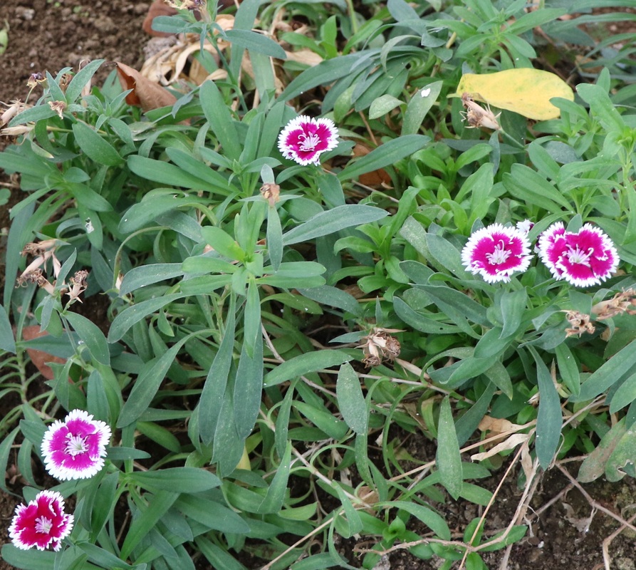 Image of Dianthus chinensis specimen.