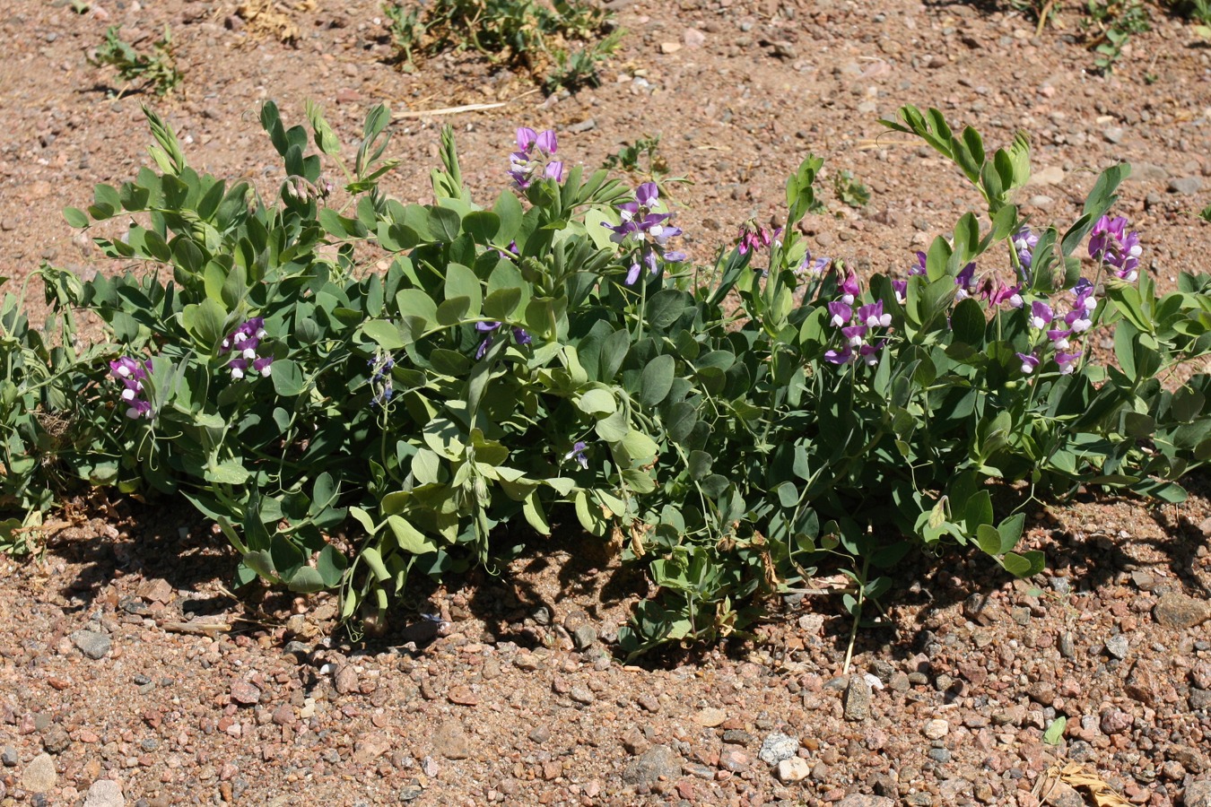 Изображение особи Lathyrus japonicus ssp. maritimus.