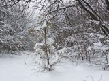 род Lonicera. Растение, обвивающее покоящееся дерево Carpinus orientalis. Краснодарский край, Крымский р-н, окр. станицы Неберджаевская, ур. Темрючки, опушка дубово-грабинникового леса. 19.01.2021.