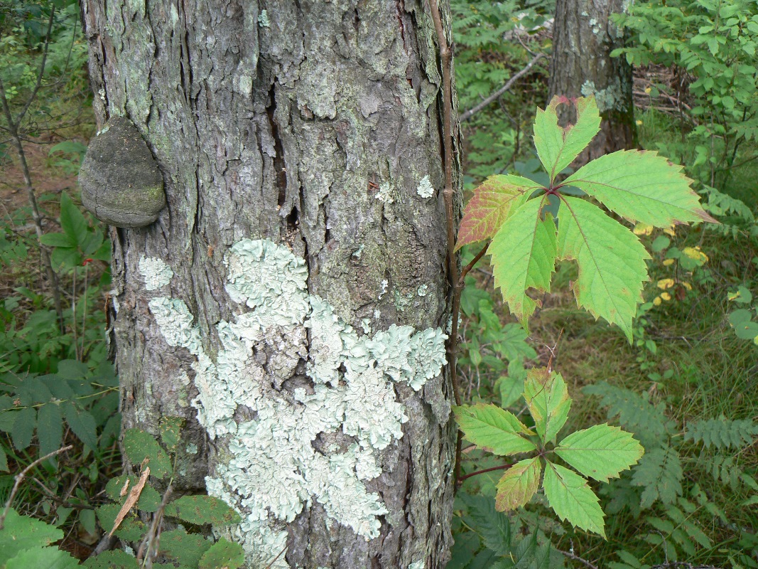 Изображение особи род Parthenocissus.