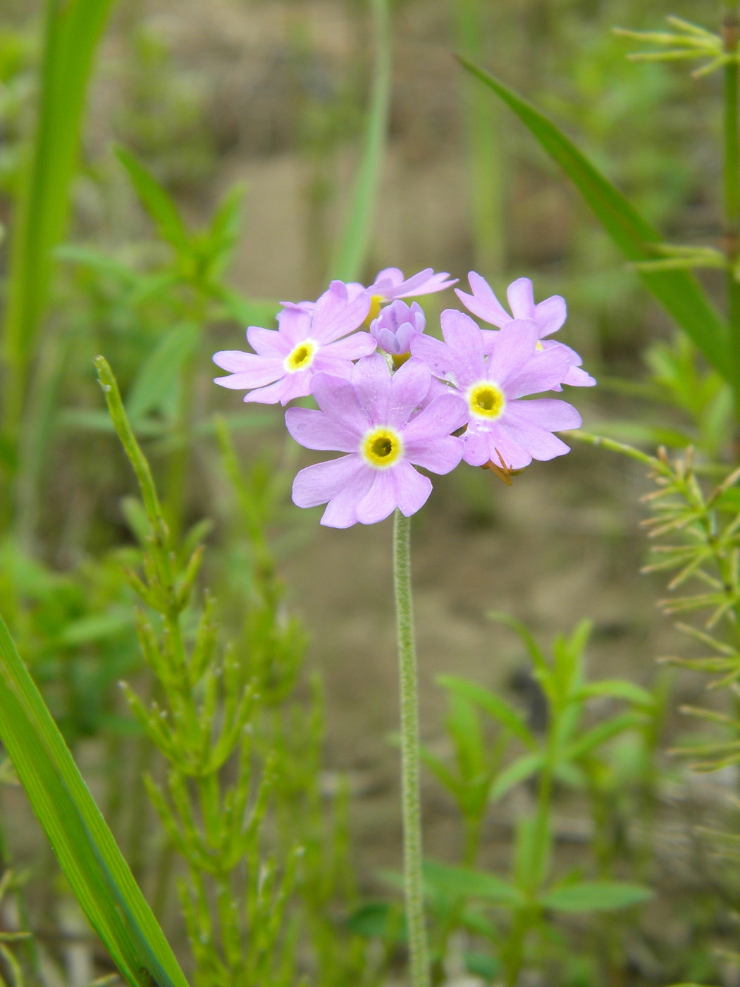 Изображение особи Primula farinosa.