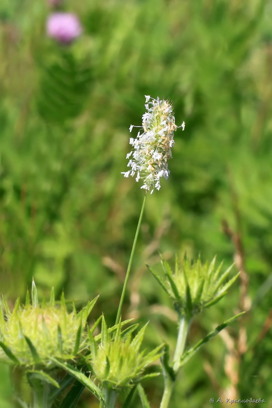 Изображение особи Phleum nodosum.