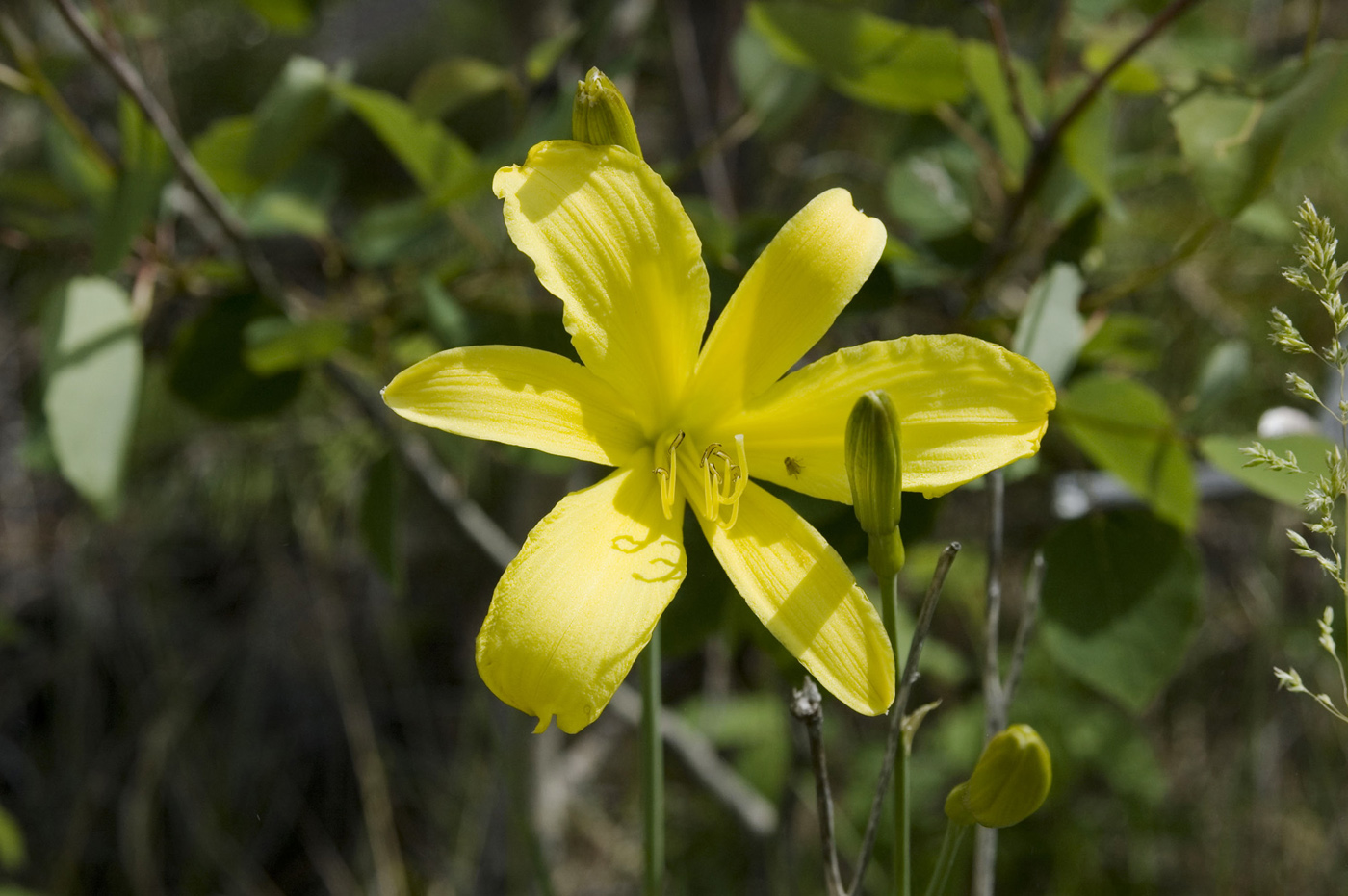 Image of Hemerocallis minor specimen.