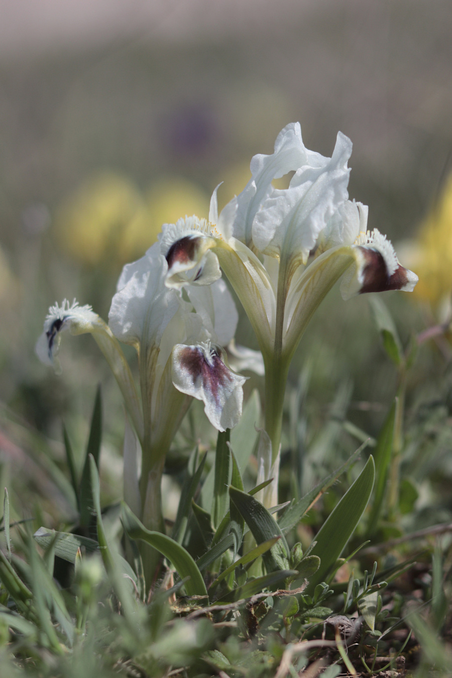 Image of Iris pumila specimen.