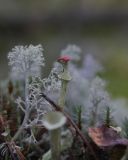 род Cladonia