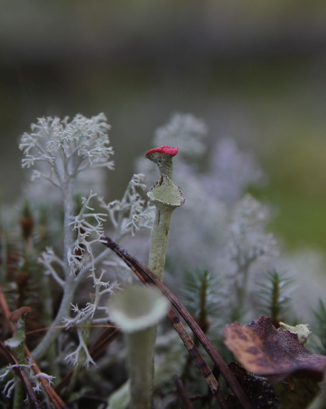 Изображение особи род Cladonia.