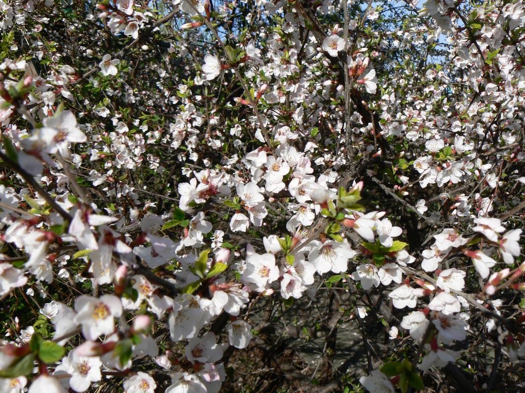 Изображение особи Cerasus tomentosa.