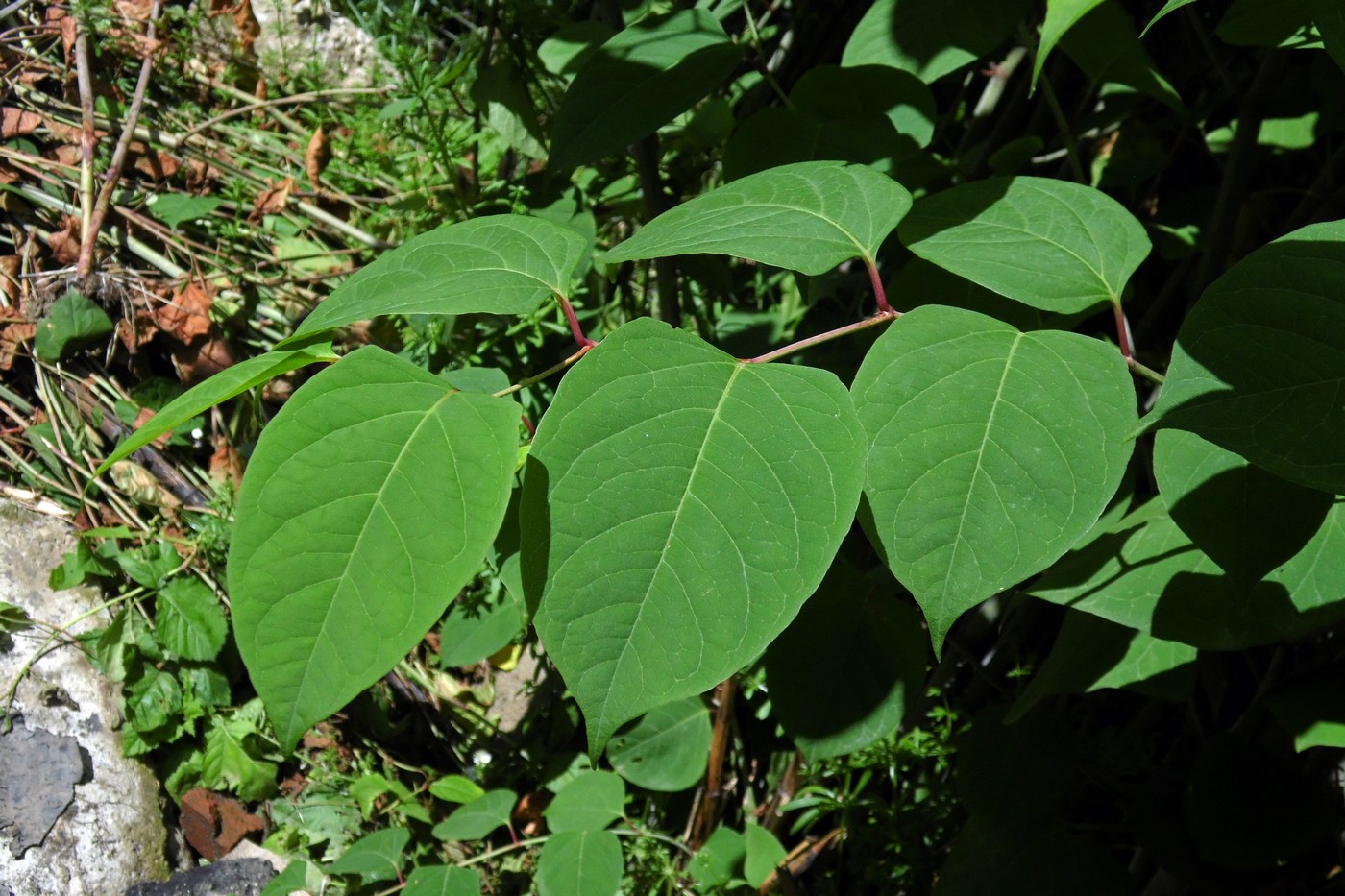 Изображение особи Reynoutria japonica.