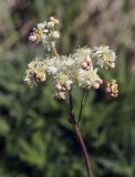 Filipendula vulgaris. Верхушка побега с соцветием. Пермский край, Кунгурский р-н, окр. с. Плехановское, окр. ур. Спасская гора, разнотравный луг. 05.06.2021.