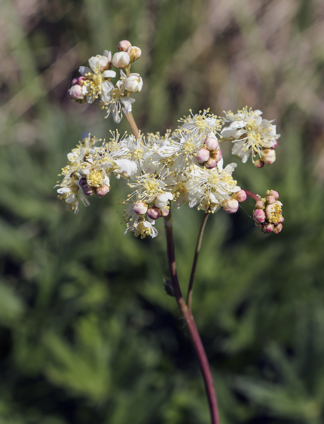 Image of Filipendula vulgaris specimen.