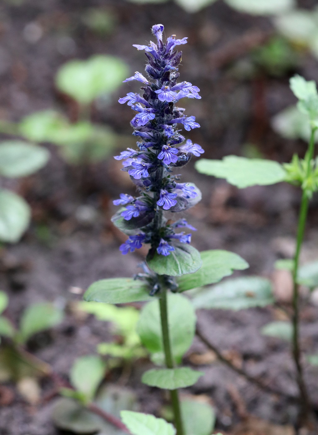 Image of Ajuga reptans specimen.