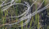 Stipa pennata