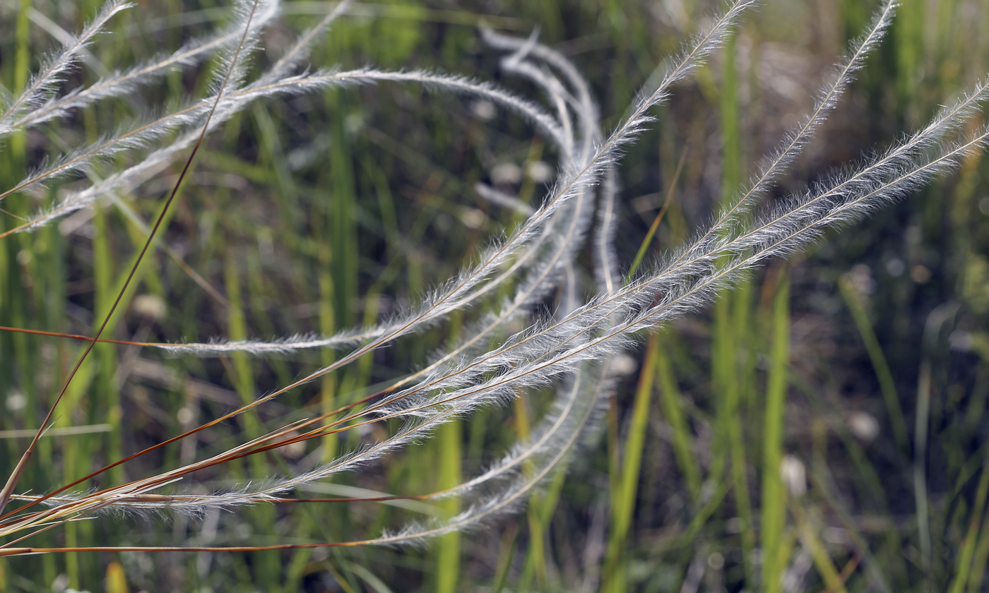 Image of Stipa pennata specimen.