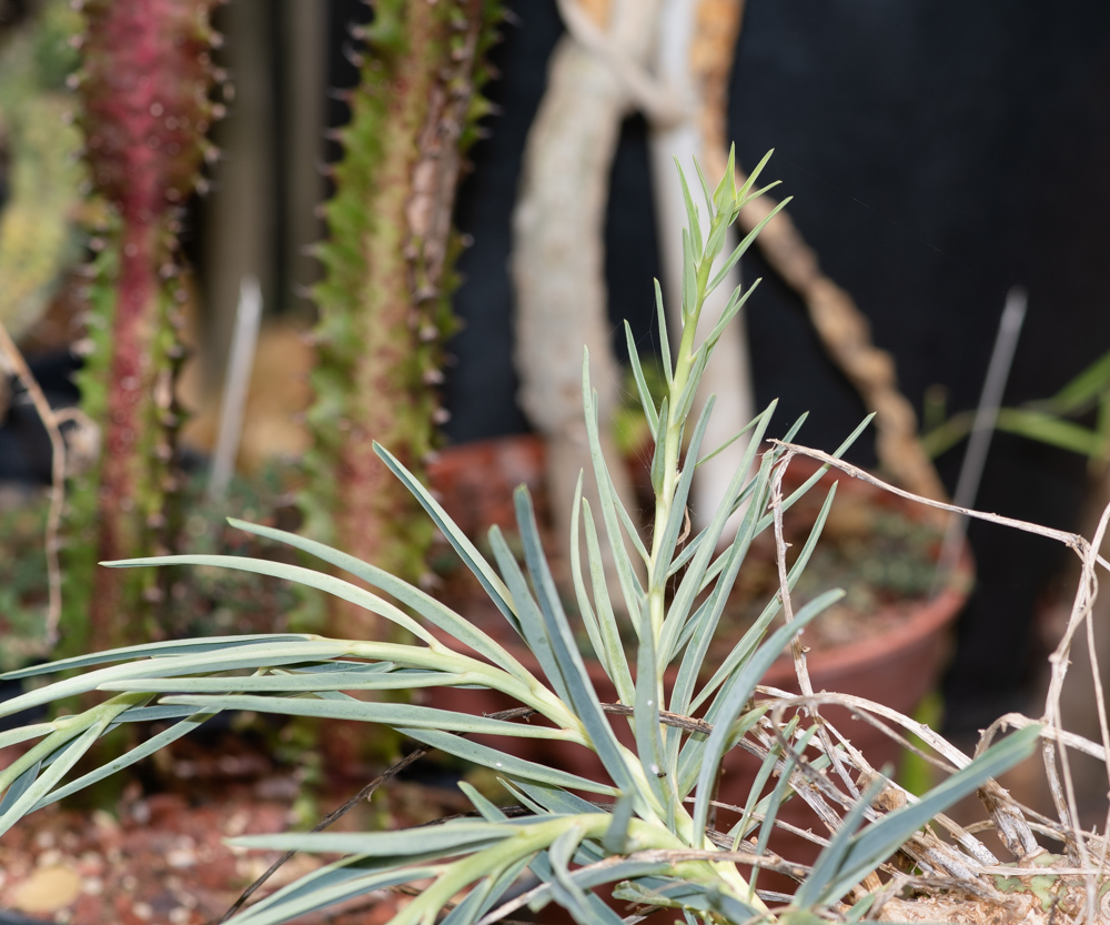 Image of Euphorbia monteiroi specimen.