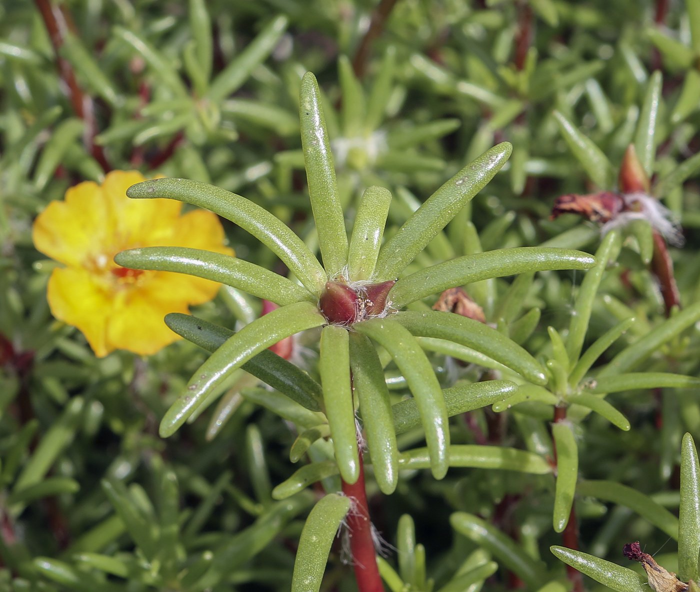 Image of Portulaca grandiflora specimen.