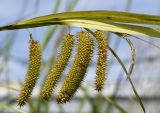Carex pseudocyperus. Часть стебля с соплодиями и отцветшим мужским соцветием. Марий Эл, Йошкар-Ола, берег р. Малая Кокшага. 06.08.2021.