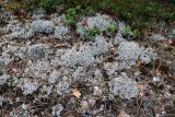 Cladonia arbuscula