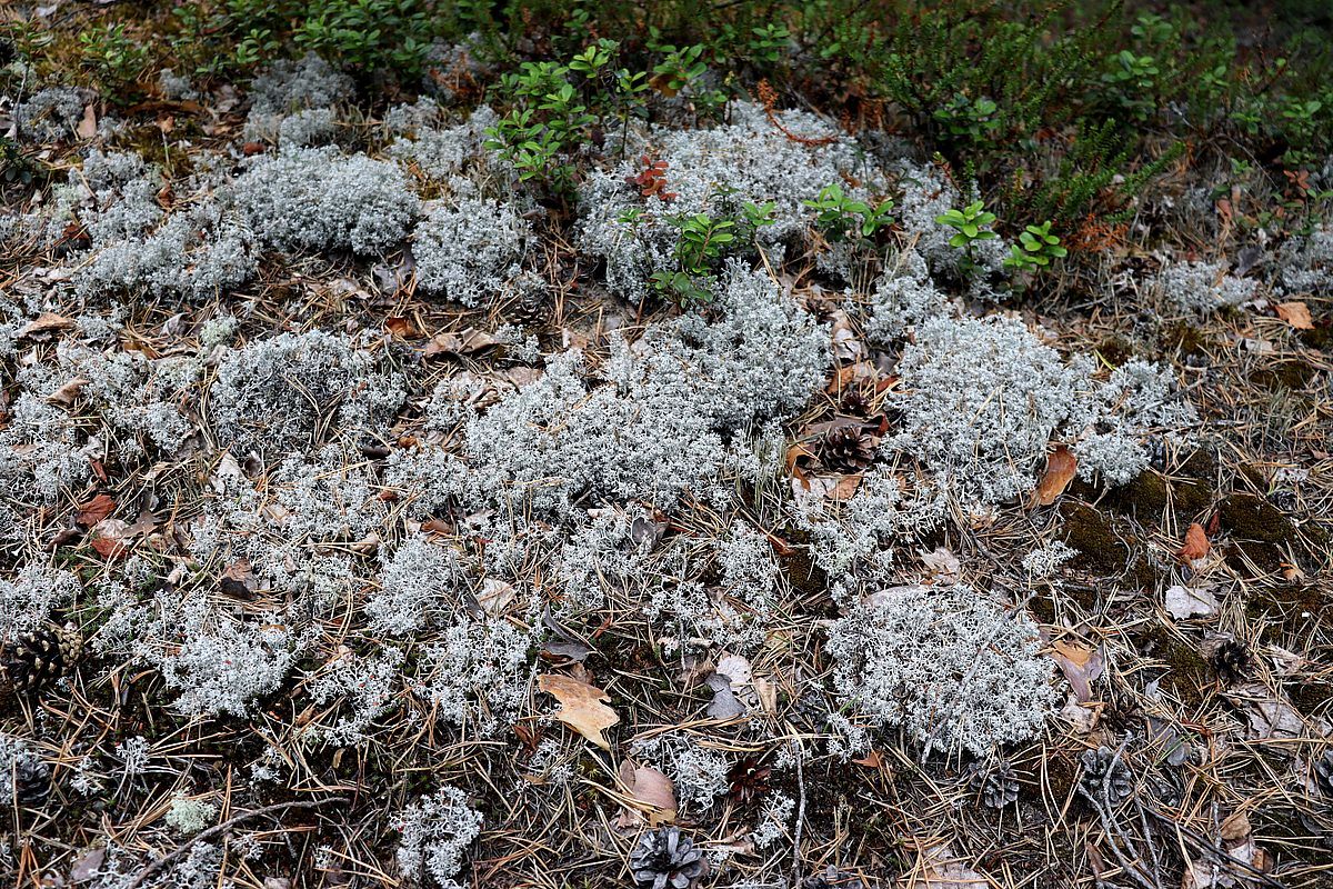 Изображение особи Cladonia arbuscula.