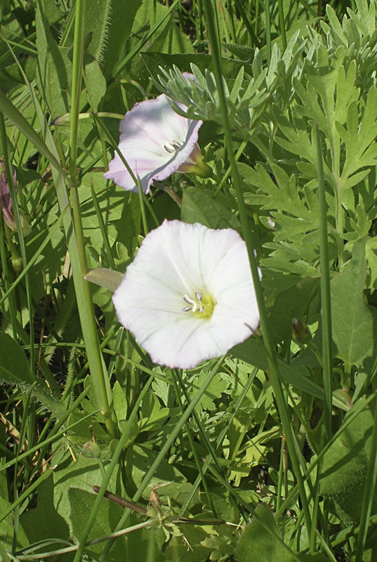 Image of Convolvulus arvensis specimen.