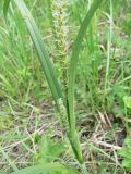 Carex atherodes