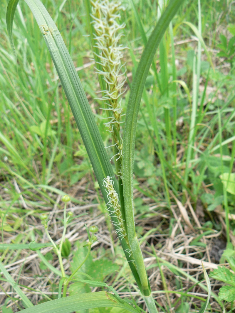 Изображение особи Carex atherodes.