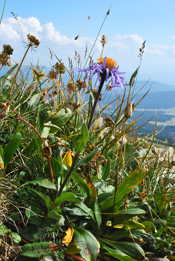 Image of Erigeron flaccidus specimen.