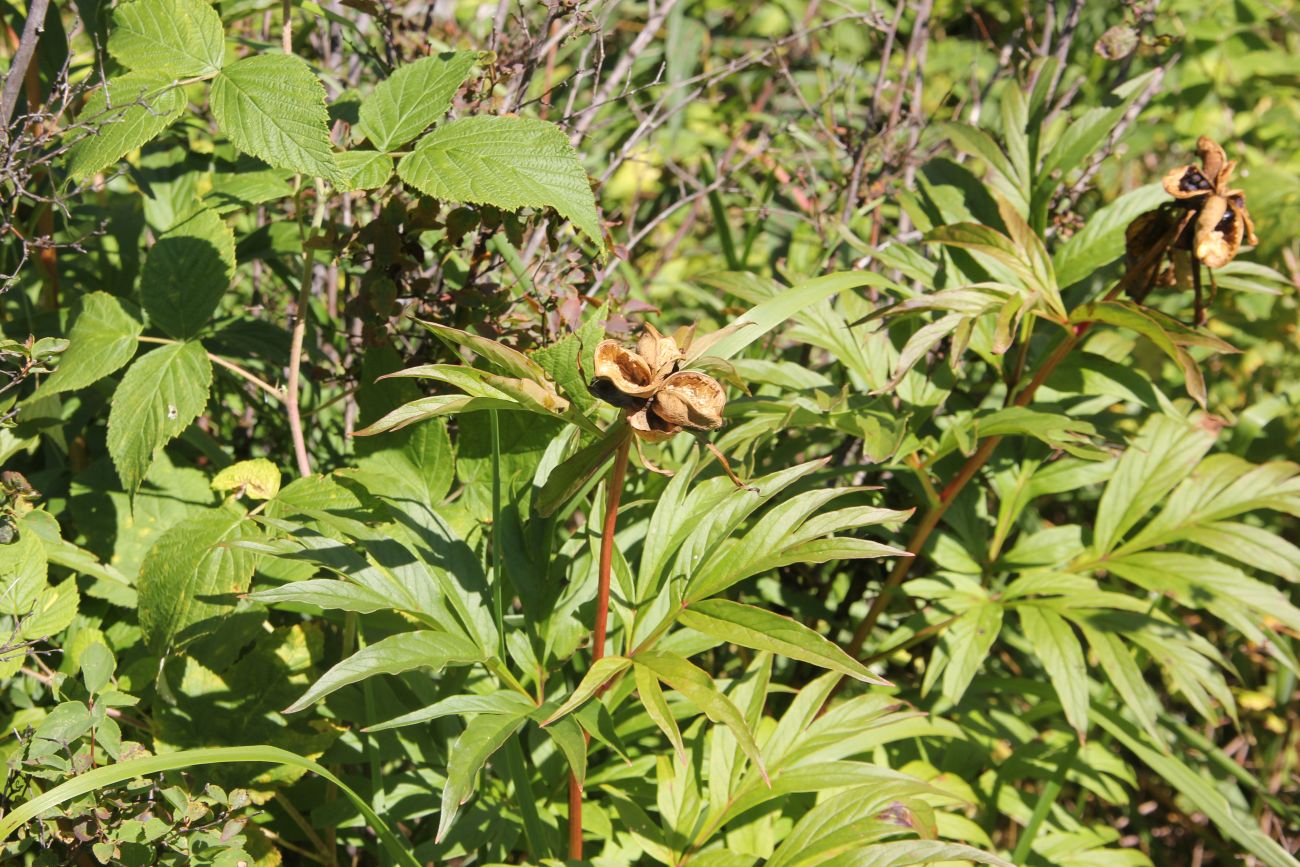 Image of Paeonia anomala specimen.