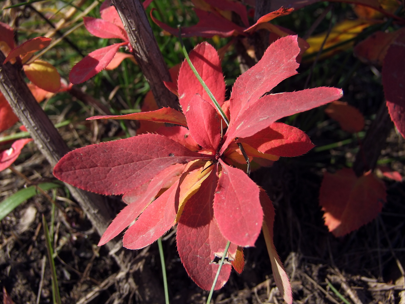 Image of Berberis vulgaris specimen.