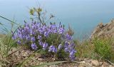 Veronica capsellicarpa