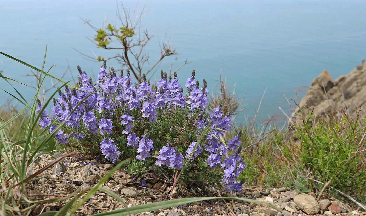 Image of Veronica capsellicarpa specimen.