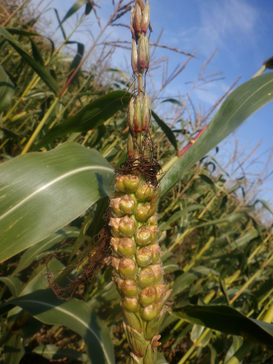 Image of Zea mays specimen.