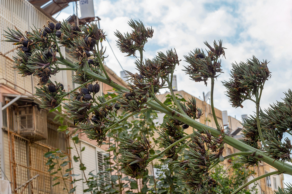 Изображение особи Agave americana.