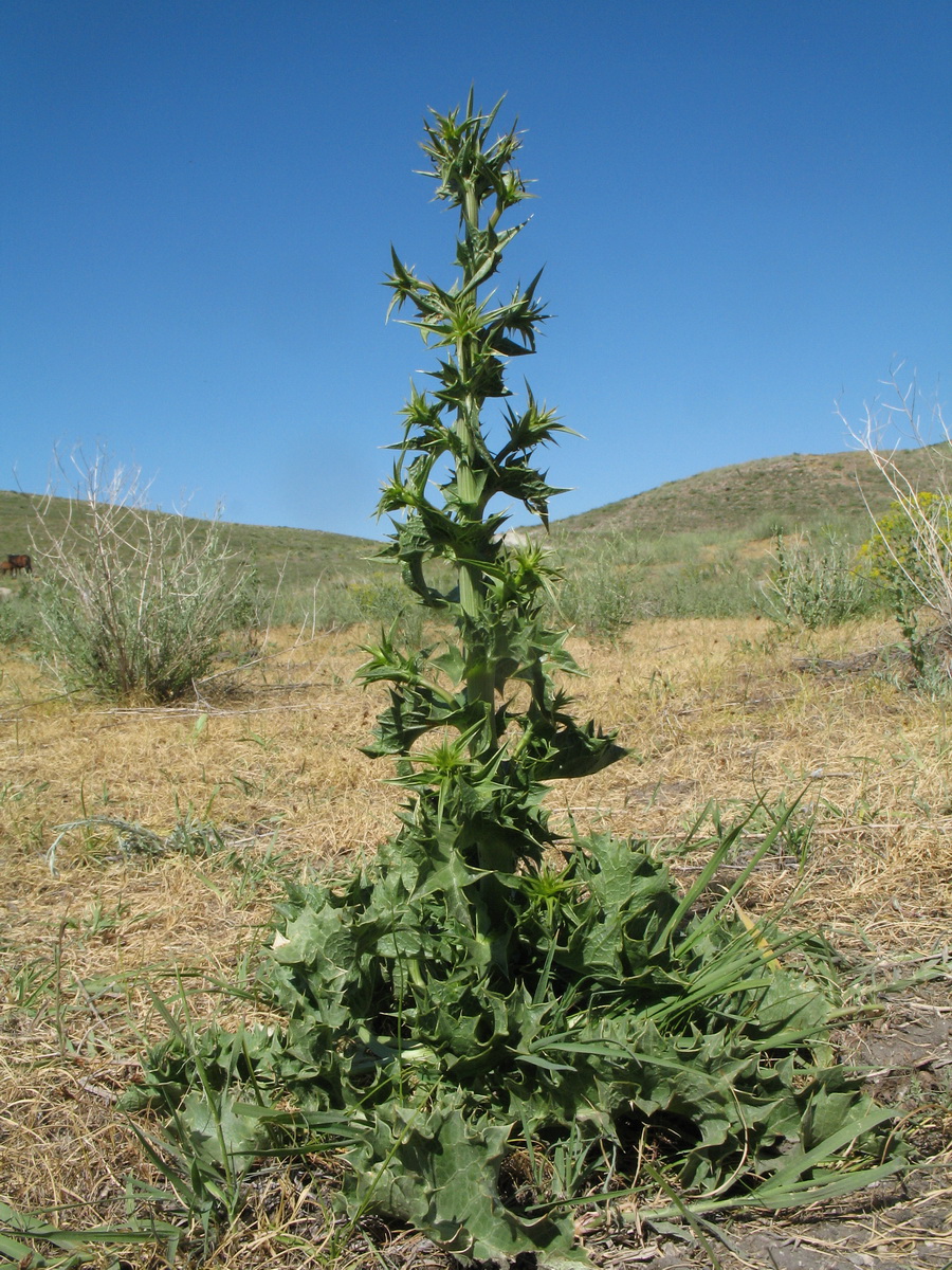 Изображение особи Eryngium macrocalyx.