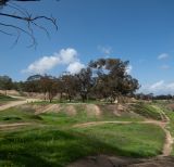 Eucalyptus spathulata