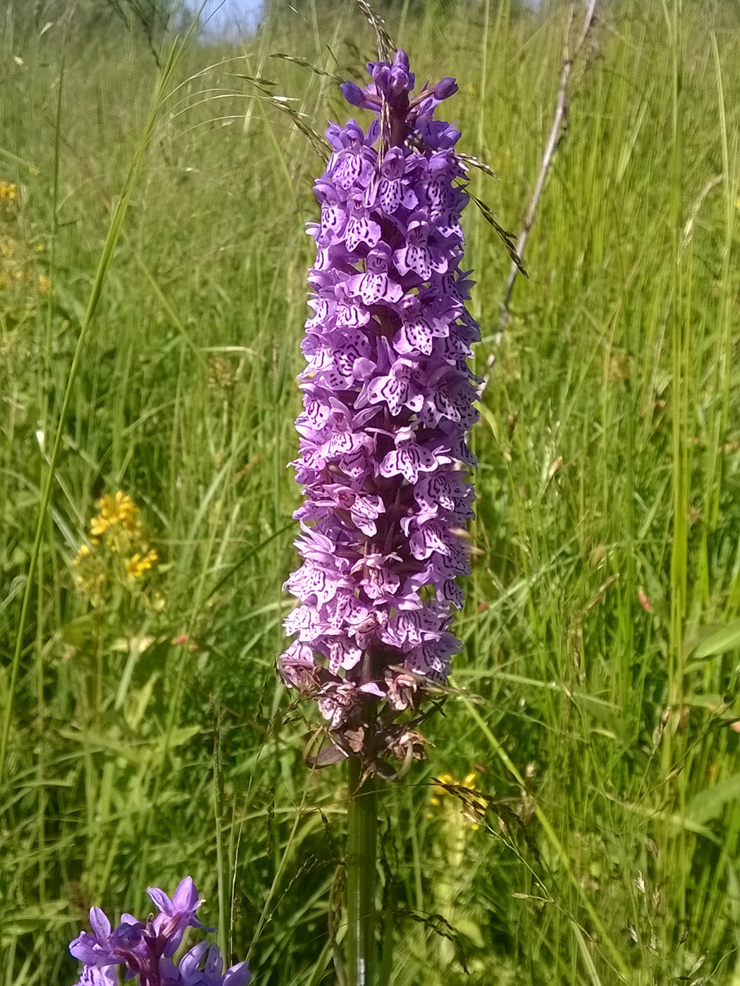 Изображение особи Dactylorhiza baltica.