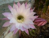 Echinopsis oxygona. Цветок и бутон. Греция, Эгейское море, о. Парос, г. Лефкес (Λευκές), цветник. 30.05.2021.