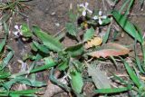 Strigosella africana