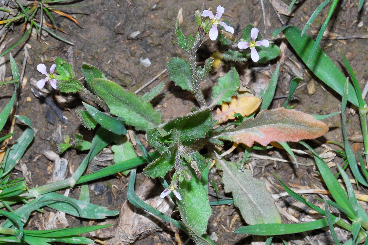 Image of Strigosella africana specimen.