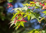 Acer palmatum