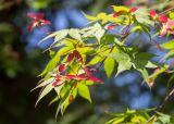 Acer palmatum. Верхушка веточки с плодами. Абхазия, г. Сухум, Сухумский ботанический сад, в культуре. 14.05.2021.
